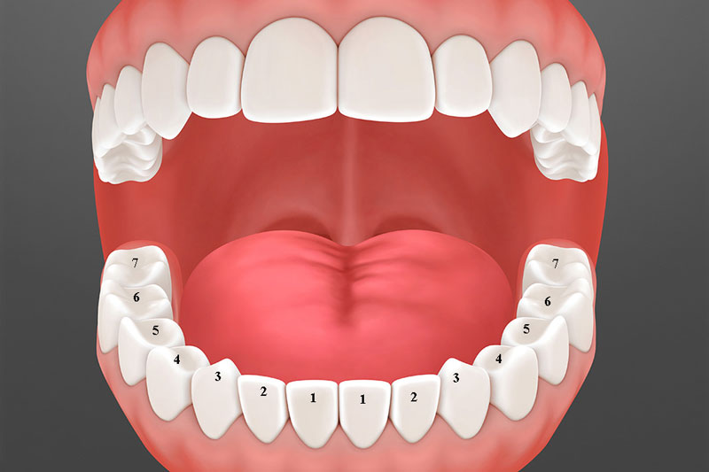 Tìm hiểu răng hàm là gì?