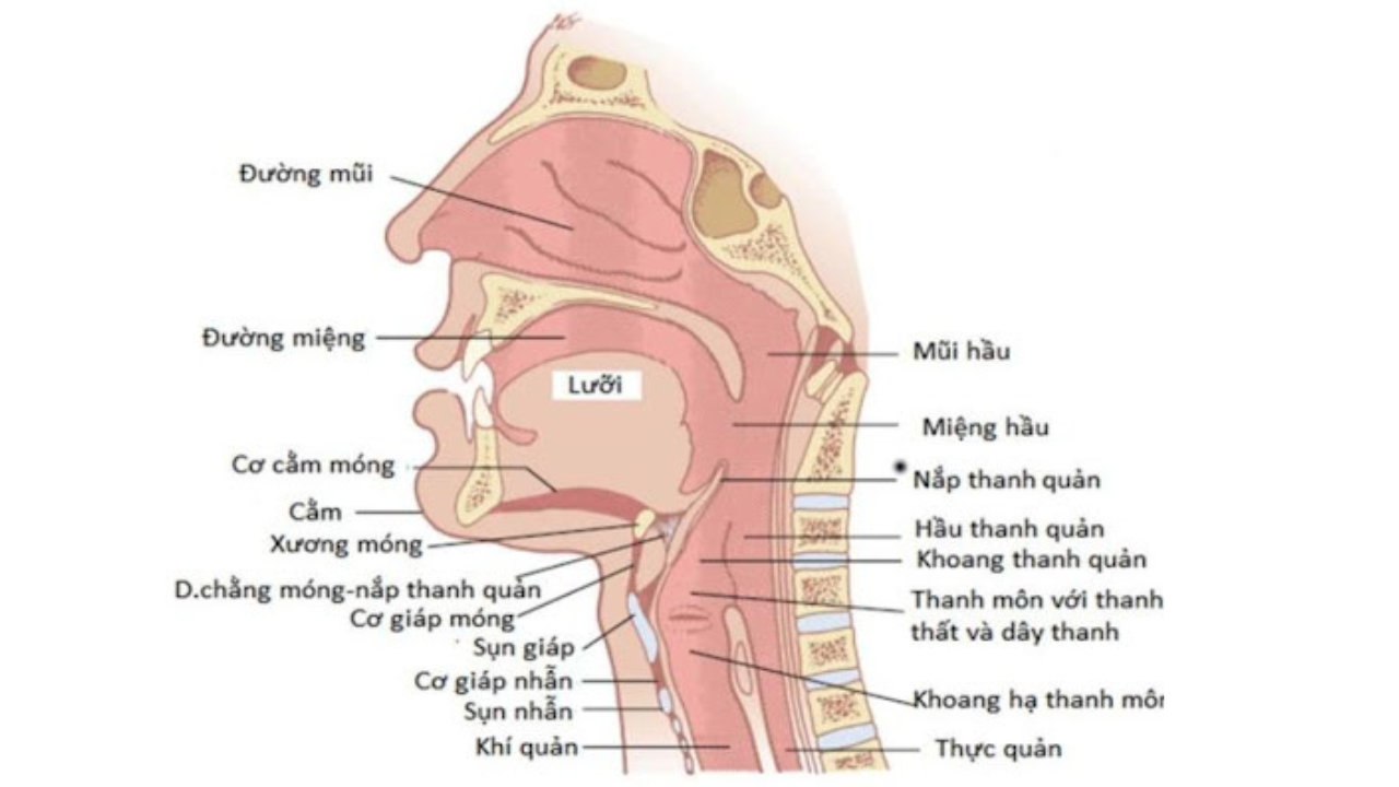 nieng-rang-co-anh-huong-toi-phat-am